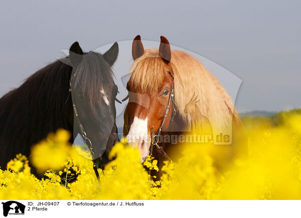 2 Pferde / 2 horses / JH-09407