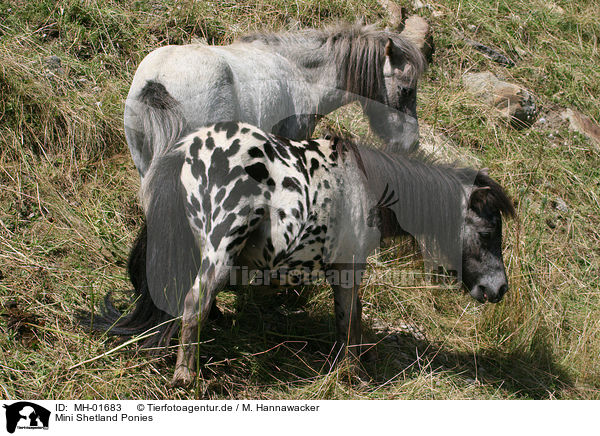 Mini Shetland Ponies / Mini Shetland Ponies / MH-01683