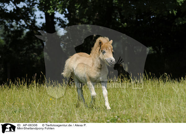 Mini-Shetlandpony Fohlen / Miniature Shetlandpony foal / AP-06306