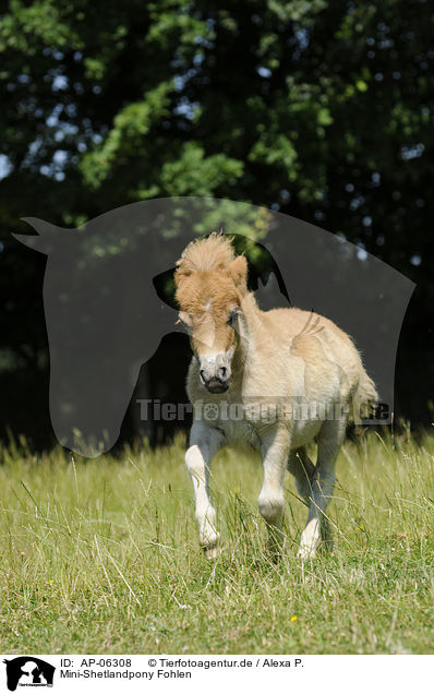 Mini-Shetlandpony Fohlen / Miniature Shetlandpony foal / AP-06308
