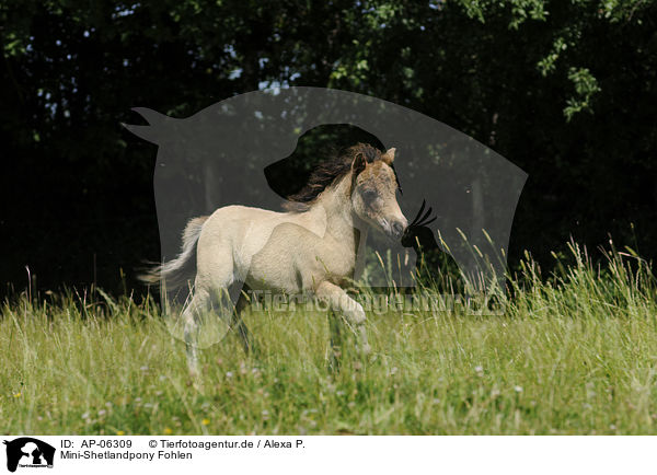 Mini-Shetlandpony Fohlen / Miniature Shetlandpony foal / AP-06309