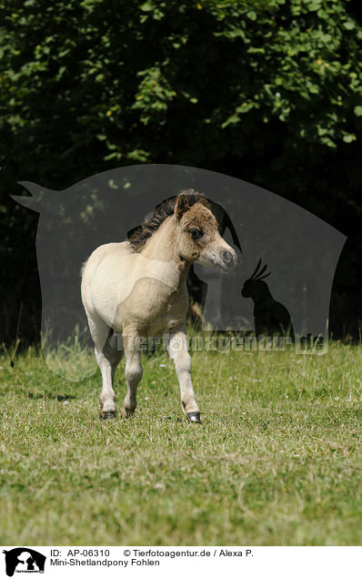 Mini-Shetlandpony Fohlen / Miniature Shetlandpony foal / AP-06310