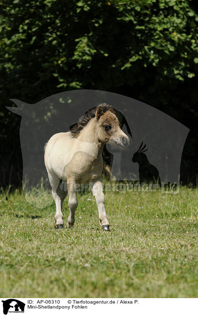 Mini-Shetlandpony Fohlen / AP-06310