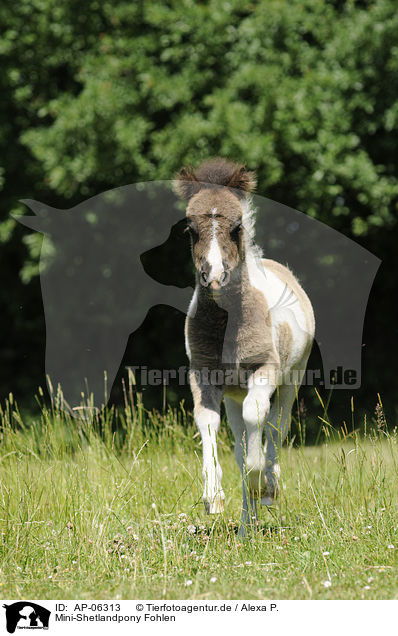 Mini-Shetlandpony Fohlen / Miniature Shetlandpony foal / AP-06313