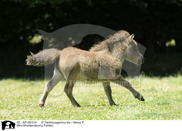 Mini-Shetlandpony Fohlen / Miniature Shetlandpony foal / AP-06314