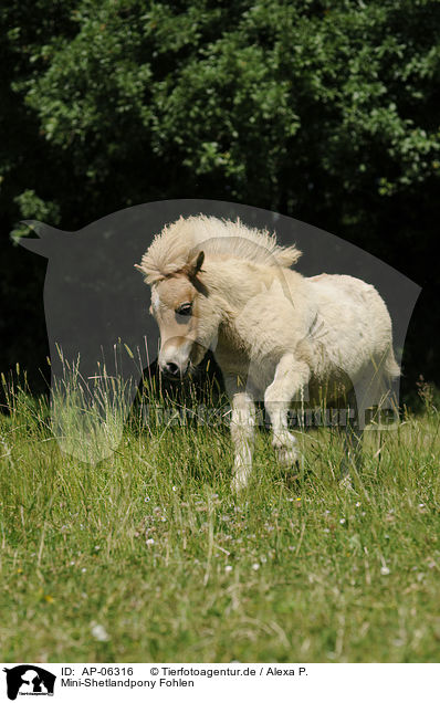 Mini-Shetlandpony Fohlen / Miniature Shetlandpony foal / AP-06316