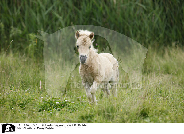 Mini Shetland Pony Fohlen / Miniature Shetland Pony foal / RR-43897