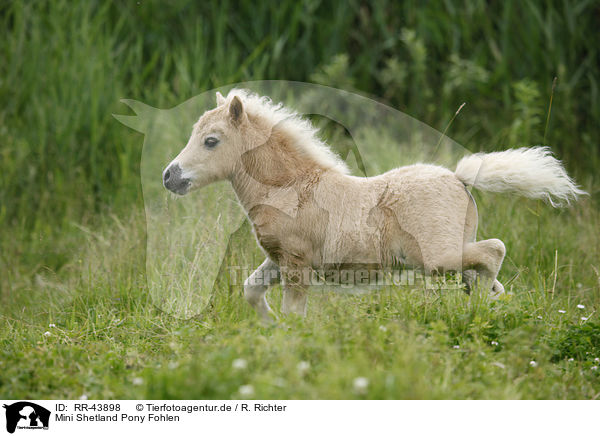 Mini Shetland Pony Fohlen / Miniature Shetland Pony foal / RR-43898
