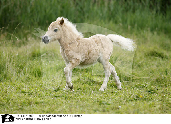 Mini Shetland Pony Fohlen / Miniature Shetland Pony foal / RR-43903