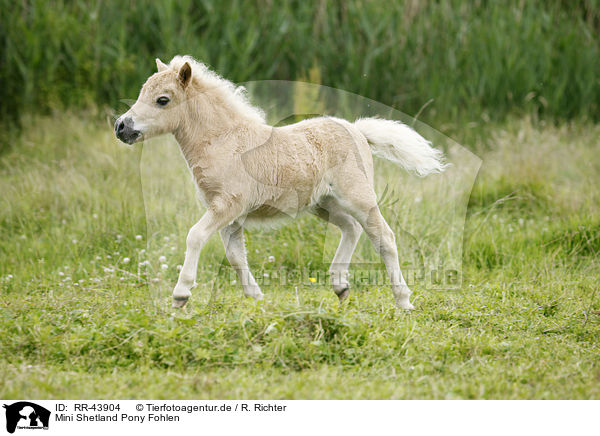 Mini Shetland Pony Fohlen / Miniature Shetland Pony foal / RR-43904