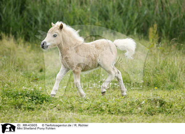 Mini Shetland Pony Fohlen / Miniature Shetland Pony foal / RR-43905