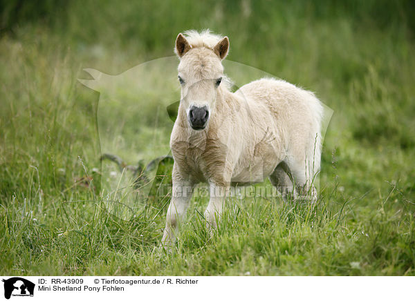 Mini Shetland Pony Fohlen / RR-43909