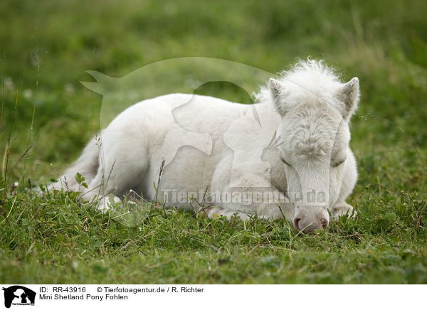 Mini Shetland Pony Fohlen / RR-43916