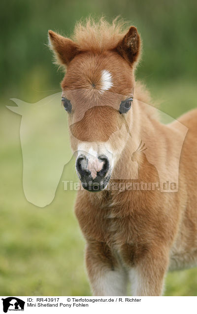 Mini Shetland Pony Fohlen / RR-43917