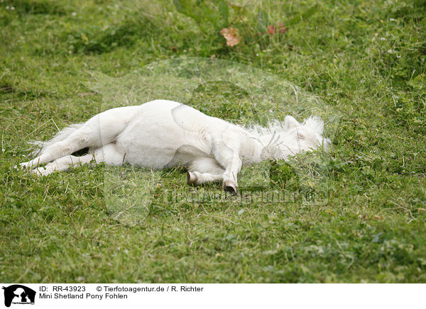 Mini Shetland Pony Fohlen / Miniature Shetland Pony foal / RR-43923