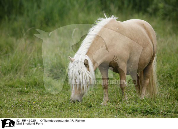 Mini Shetland Pony / Miniature Shetland Pony / RR-43925
