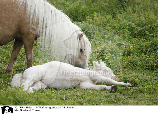 Mini Shetland Ponies / RR-43928