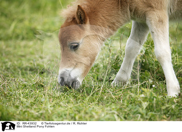 Mini Shetland Pony Fohlen / Miniature Shetland Pony foal / RR-43932