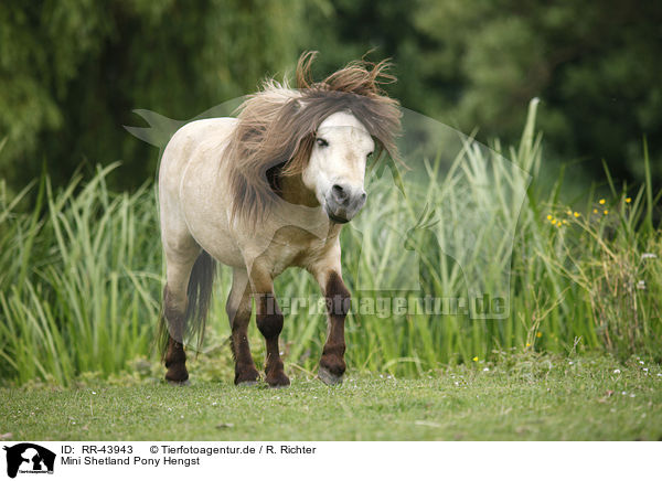 Mini Shetland Pony Hengst / Miniature Shetland Pony stallion / RR-43943