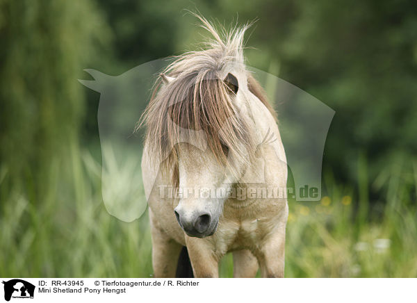 Mini Shetland Pony Hengst / RR-43945
