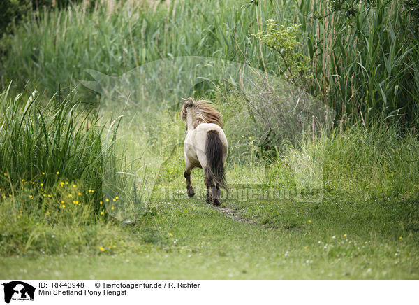 Mini Shetland Pony Hengst / Miniature Shetland Pony stallion / RR-43948