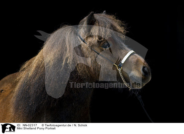 Mini Shetland Pony Portrait / Miniature Shetland Pony Portrait / NN-02317