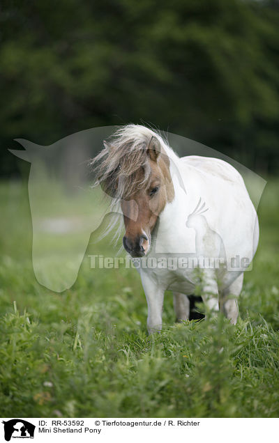 Mini Shetland Pony / RR-53592