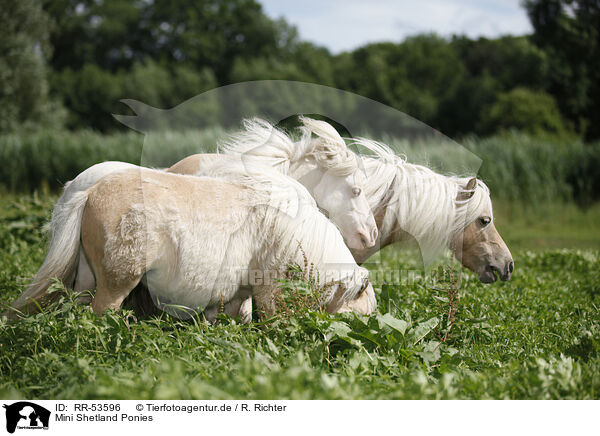 Mini Shetland Ponies / RR-53596