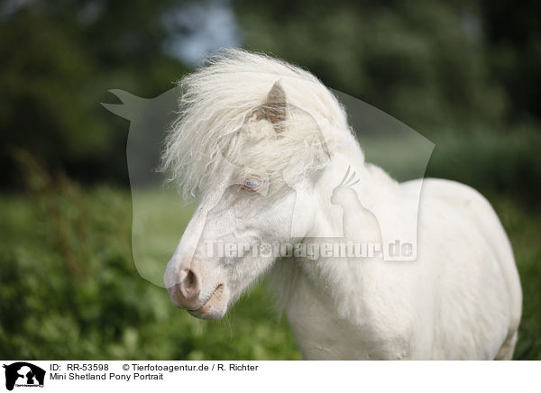 Mini Shetland Pony Portrait / Mini Shetland Pony Portrait / RR-53598