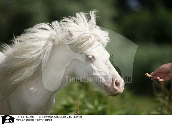Mini Shetland Pony Portrait / RR-53599