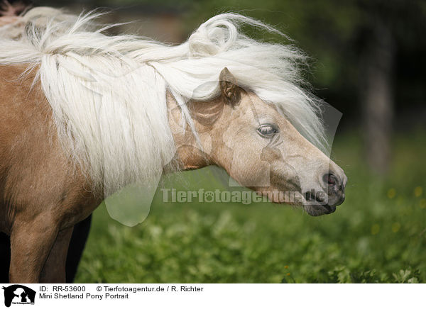 Mini Shetland Pony Portrait / RR-53600