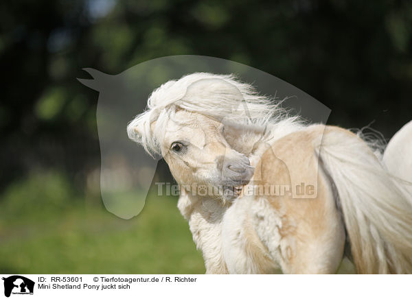 Mini Shetland Pony juckt sich / itching Mini Shetland Pony / RR-53601