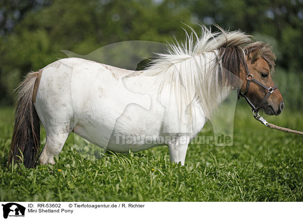 Mini Shetland Pony / RR-53602