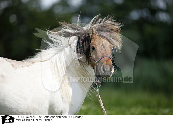 Mini Shetland Pony Portrait / RR-53604