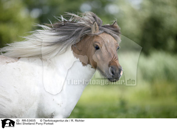 Mini Shetland Pony Portrait / RR-53605