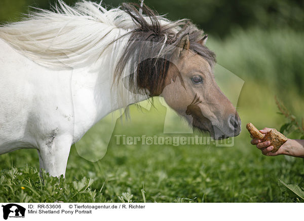 Mini Shetland Pony Portrait / Mini Shetland Pony Portrait / RR-53606