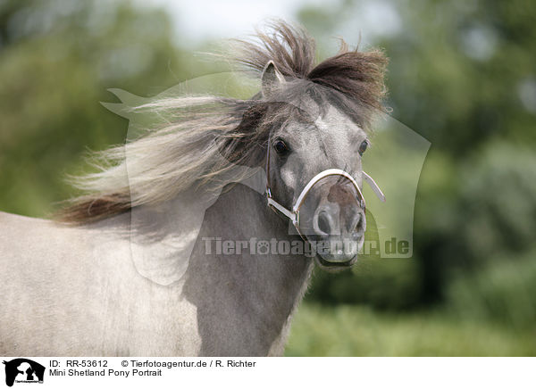 Mini Shetland Pony Portrait / RR-53612