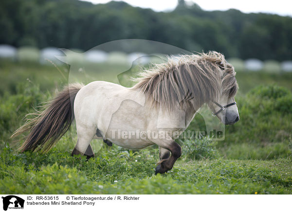 trabendes Mini Shetland Pony / RR-53615