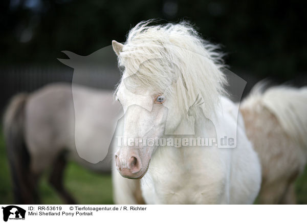 Mini Shetland Pony Portrait / RR-53619