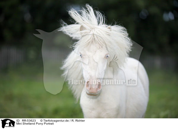 Mini Shetland Pony Portrait / RR-53623