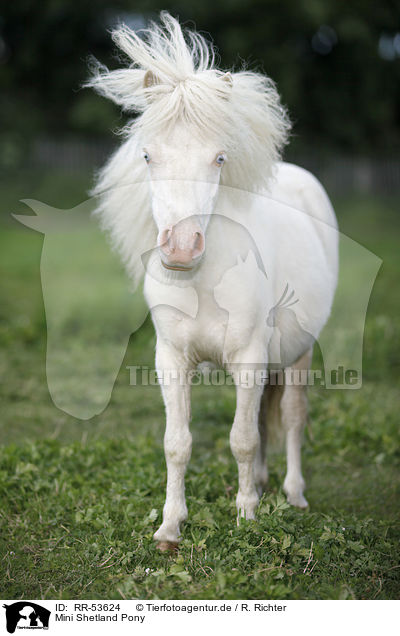 Mini Shetland Pony / RR-53624