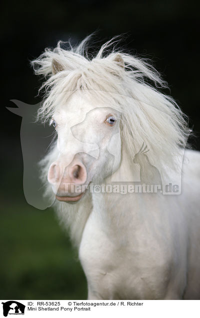 Mini Shetland Pony Portrait / RR-53625