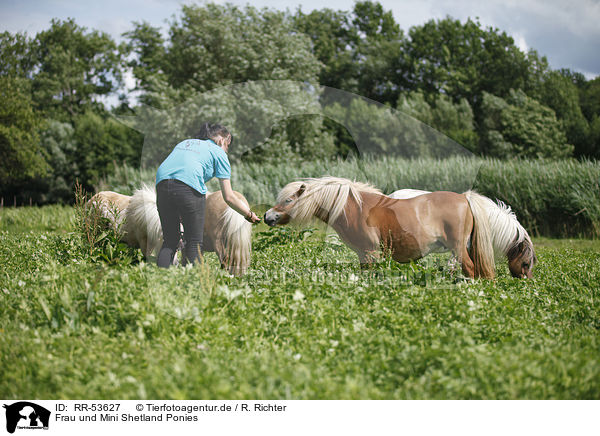 Frau und Mini Shetland Ponies / RR-53627