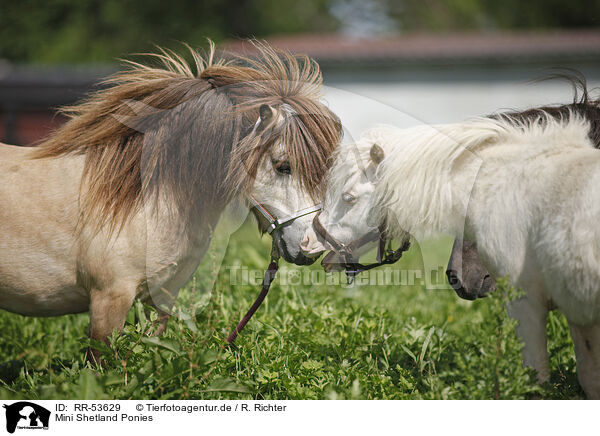 Mini Shetland Ponies / RR-53629