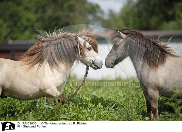 Mini Shetland Ponies / Mini Shetland Ponies / RR-53630