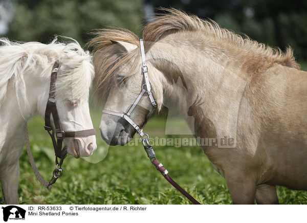 Mini Shetland Ponies / RR-53633