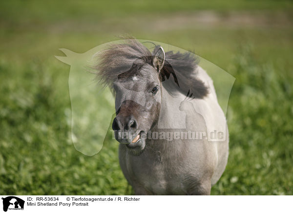 Mini Shetland Pony Portrait / RR-53634
