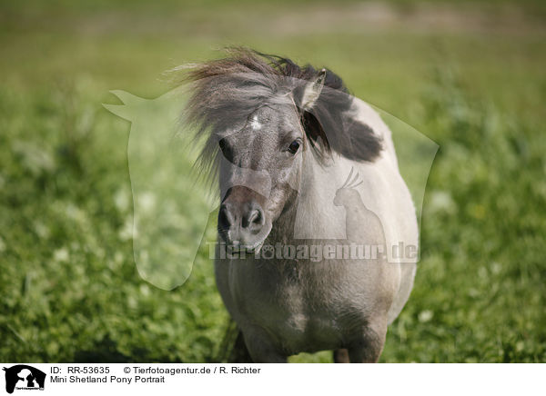 Mini Shetland Pony Portrait / RR-53635
