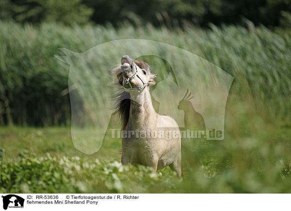 flehmendes Mini Shetland Pony / RR-53636