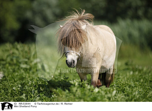 Mini Shetland Pony / RR-53644
